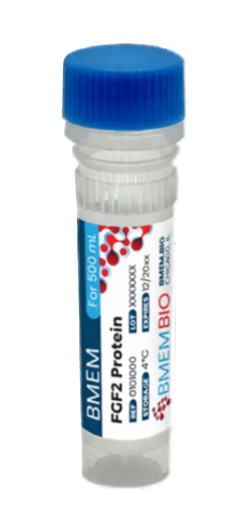 Recombinant Human FGF2 Protein