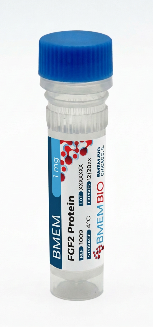 Recombinant Human FGF2 Protein