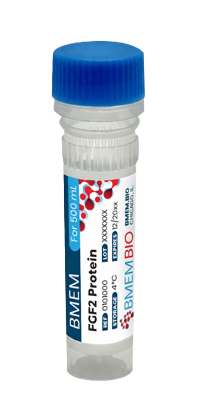 Recombinant Human FGF2 Protein