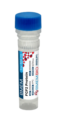 Recombinant Human FGF2 Protein