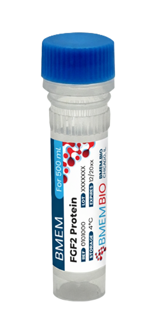 Recombinant Human FGF2 Protein