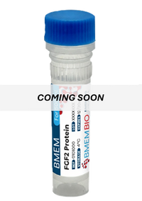 Recombinant Human FGF2 Protein