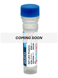 Recombinant Human IGF1 LR3 Protein